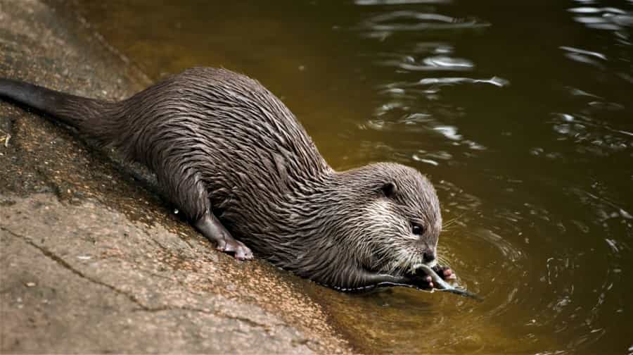 Eurasian otters can be spotted on beaches and river banks in the national park (Daniel Olaleye/Unsplash)