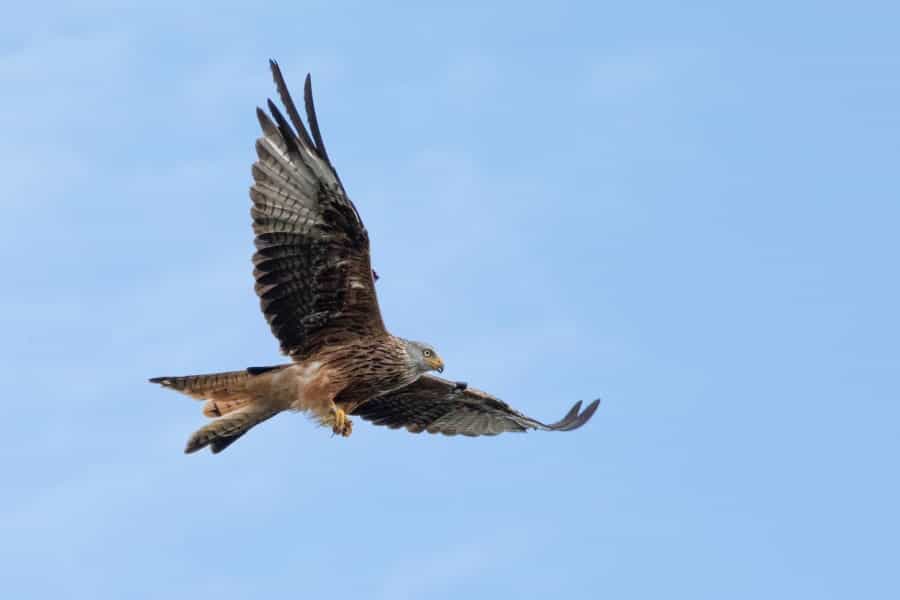 Magnificent red kites are an increasingly common sight in Snowdonia (David Adams /Unsplash)