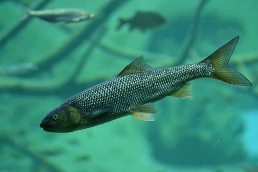Brown trout are abundant in the lakes and rivers of Eryri (Co_Sch/Pixabay)