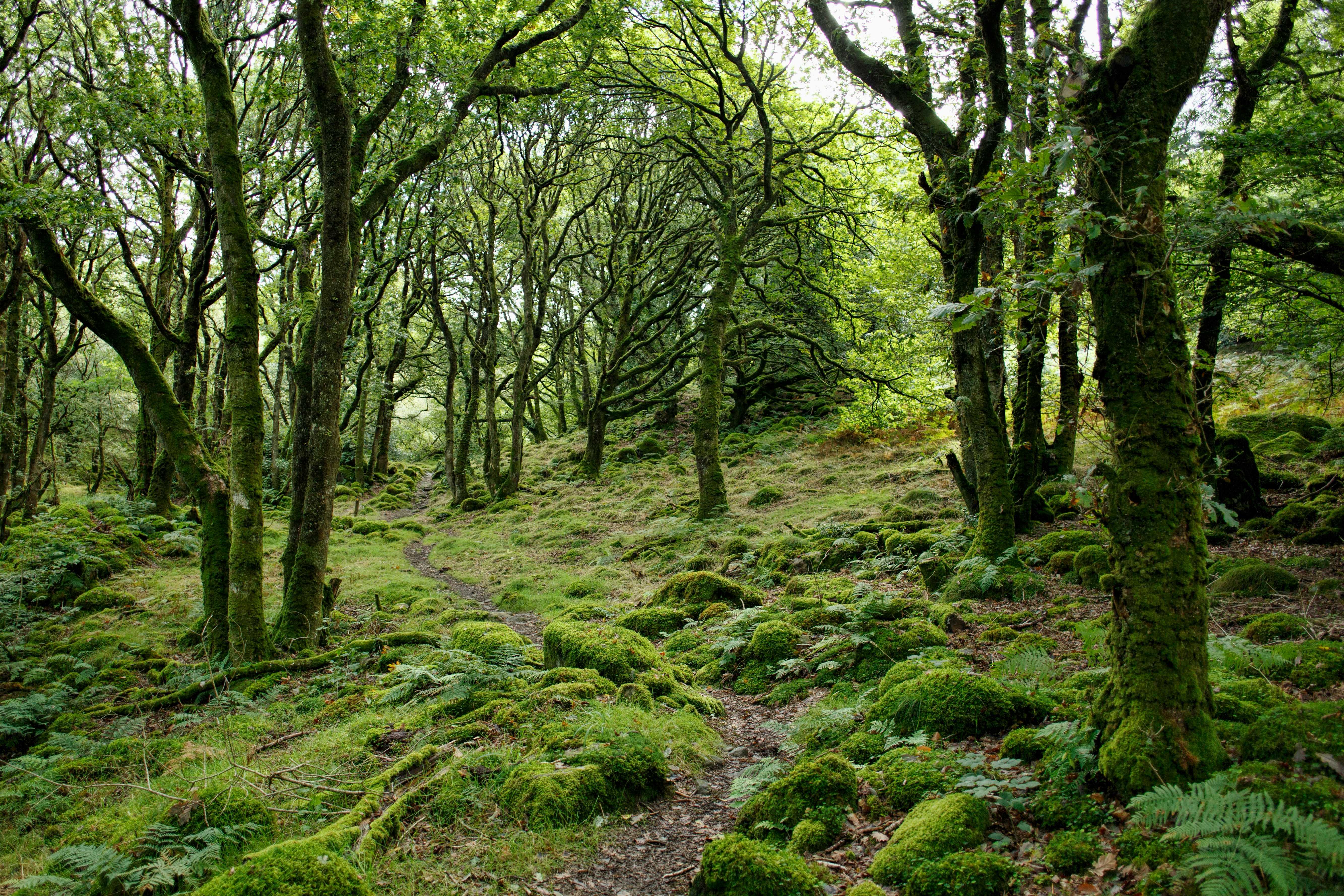 What will you spot on a walk in the woods? (Marc Pell/Unsplash)