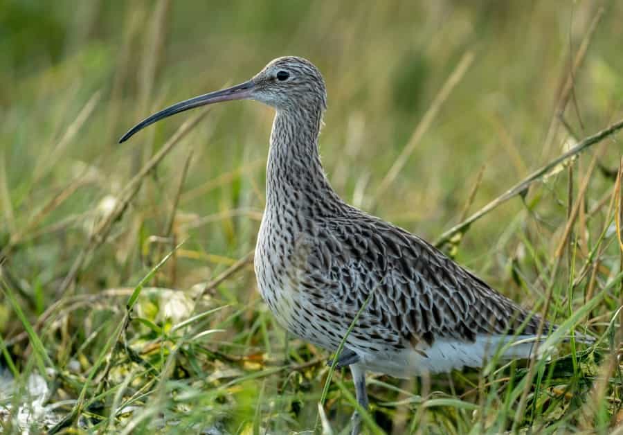 Curlews, just one of the species at Hauxley Nature Reserve (Bob Brewer/Unsplash)