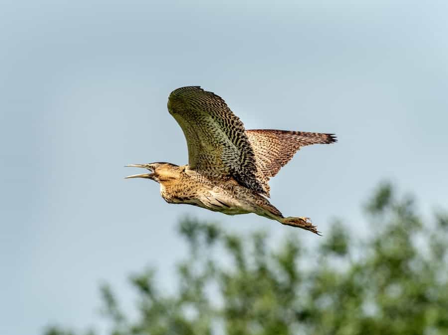 Bitterns are sometimes spotted at Hickling Broad (Bob Frewin/Unsplash)
