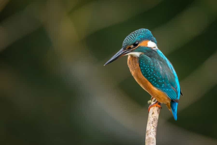 Keep your eyes peeled for colourful kingfishers (Vincent van Zalinge/Unsplash)