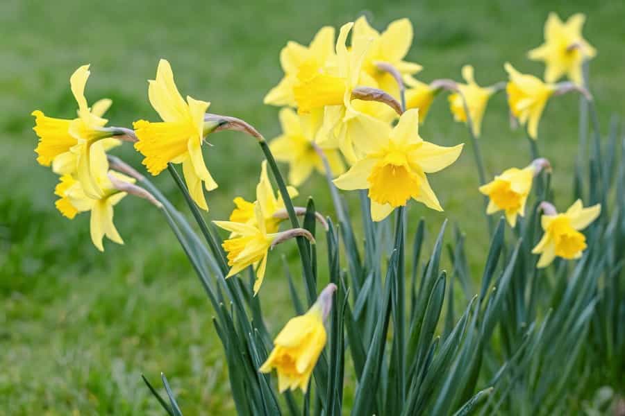 Daffodils are a true symbol of Wales, especially on St David’s Day (Natalie Kinnear/Unsplash)