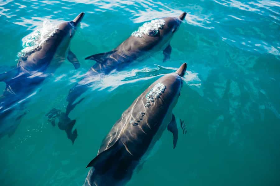 Bottlenose dolphins live in Cardigan Bay (Pablo Heimplatz/Unsplash)