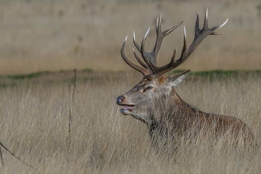 Autumn is when the Broads’ red deer start to rut (Peter Burne/Unsplash)