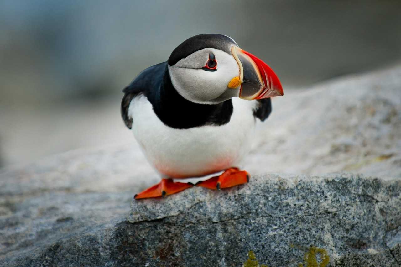 Comical puffins are the most iconic birds in the Pembrokeshire Coast National Park (Ray Hennessy/Unsplash)