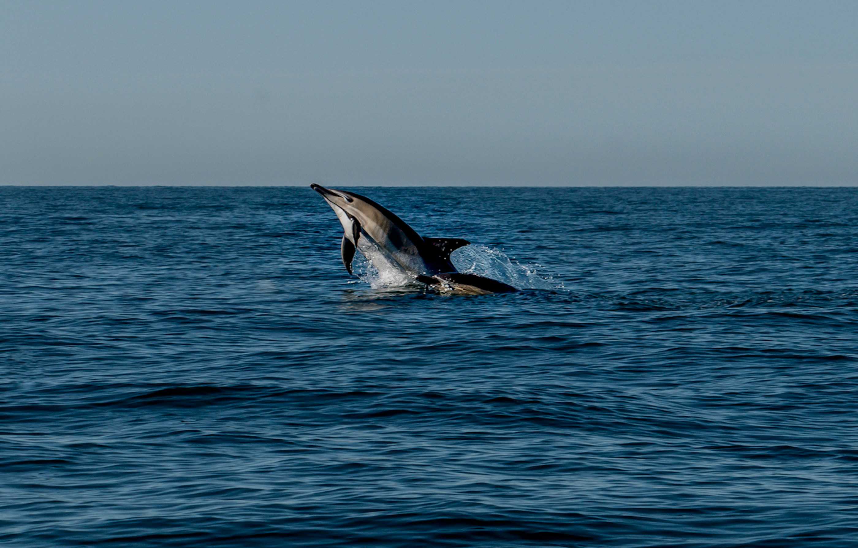 Look out for dolphins along the Anglesey coastline (Ray Harrington/Unsplash)