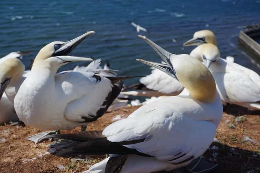 Handsome Northern gannets nest in a vast colony on Grassholm Island (PacoAniras/Pixabay)
