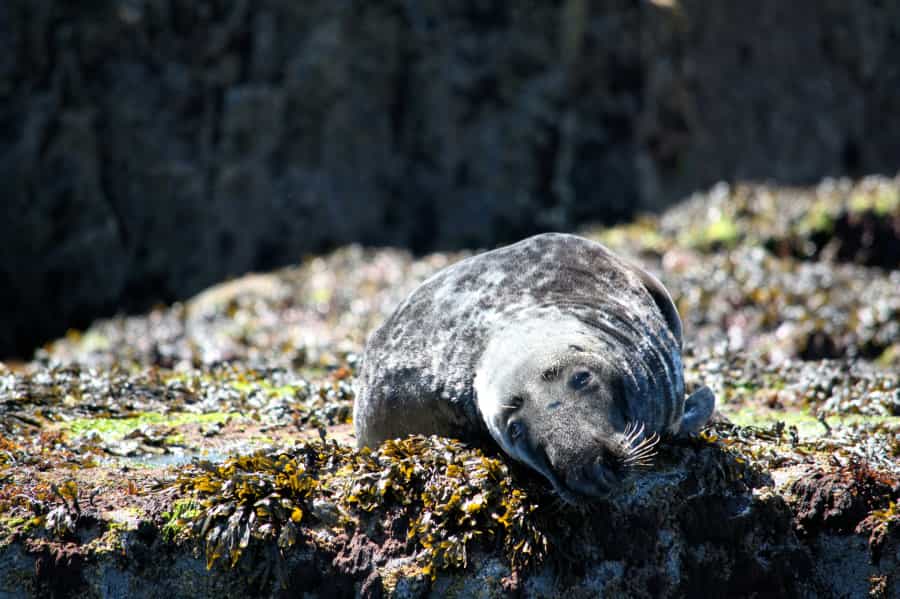 A grey seal off Northumberland’s coastline (Sam Robbins/Unsplash)