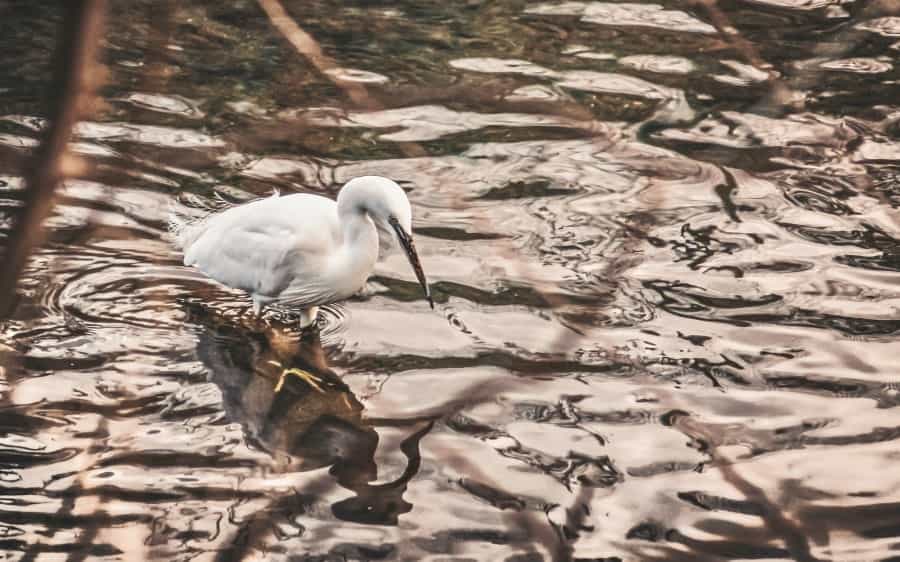 Once rare, little egrets are now a common sight in summer (K. Mitch Hodge/Unsplash)