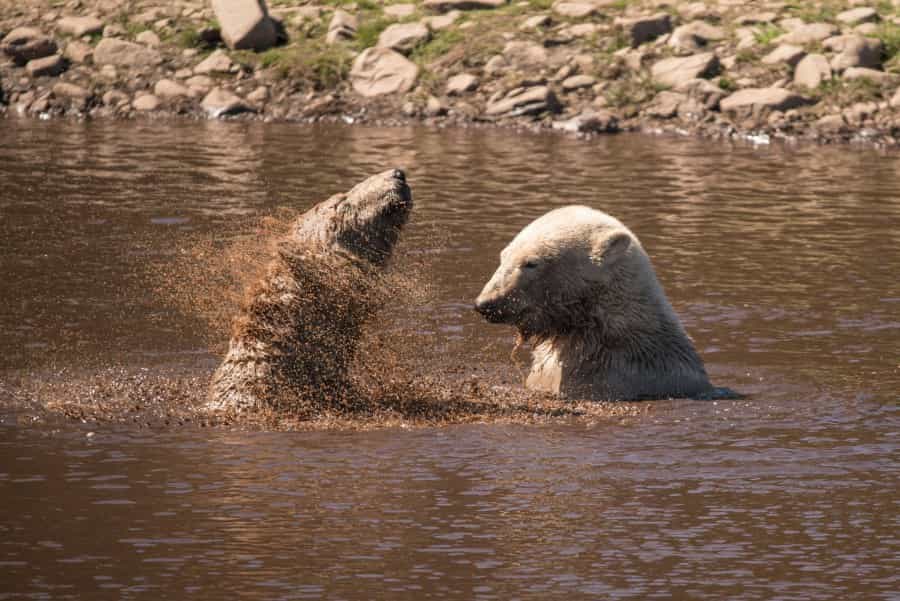 Polar Bears at the Highland Wildlife Park (Ramon Vloon/Unsplash)