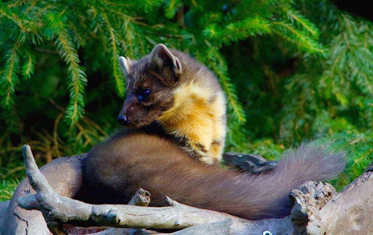 Pine martens have been reintroduced into the national park (Pixabay)