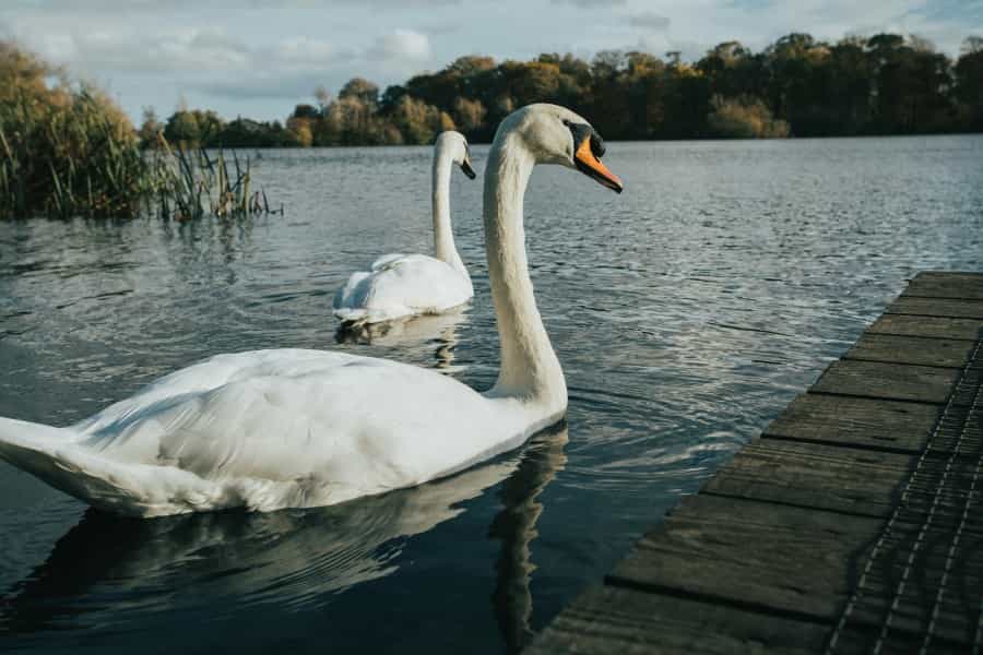 Swans at Bolam Lake (Jonny Rothwell/Unsplash)