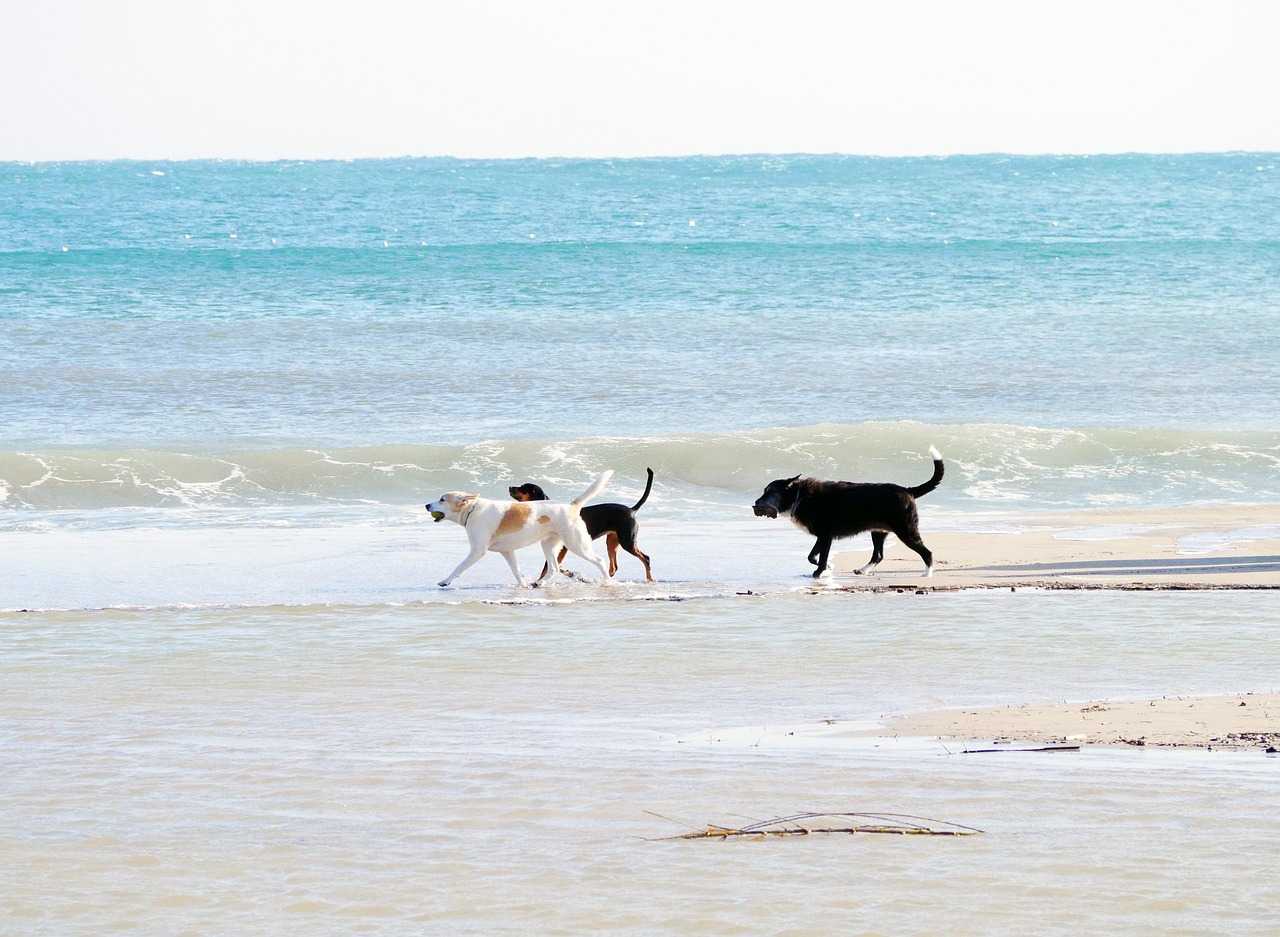 Let your four-legged friends run around on an East Yorkshire beach for the day (Stylemotions/Pixabay) 