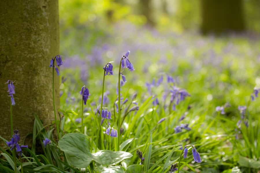 Bluebells fill the Broads with colour in the spring (Diana Parkhouse/Unsplash)