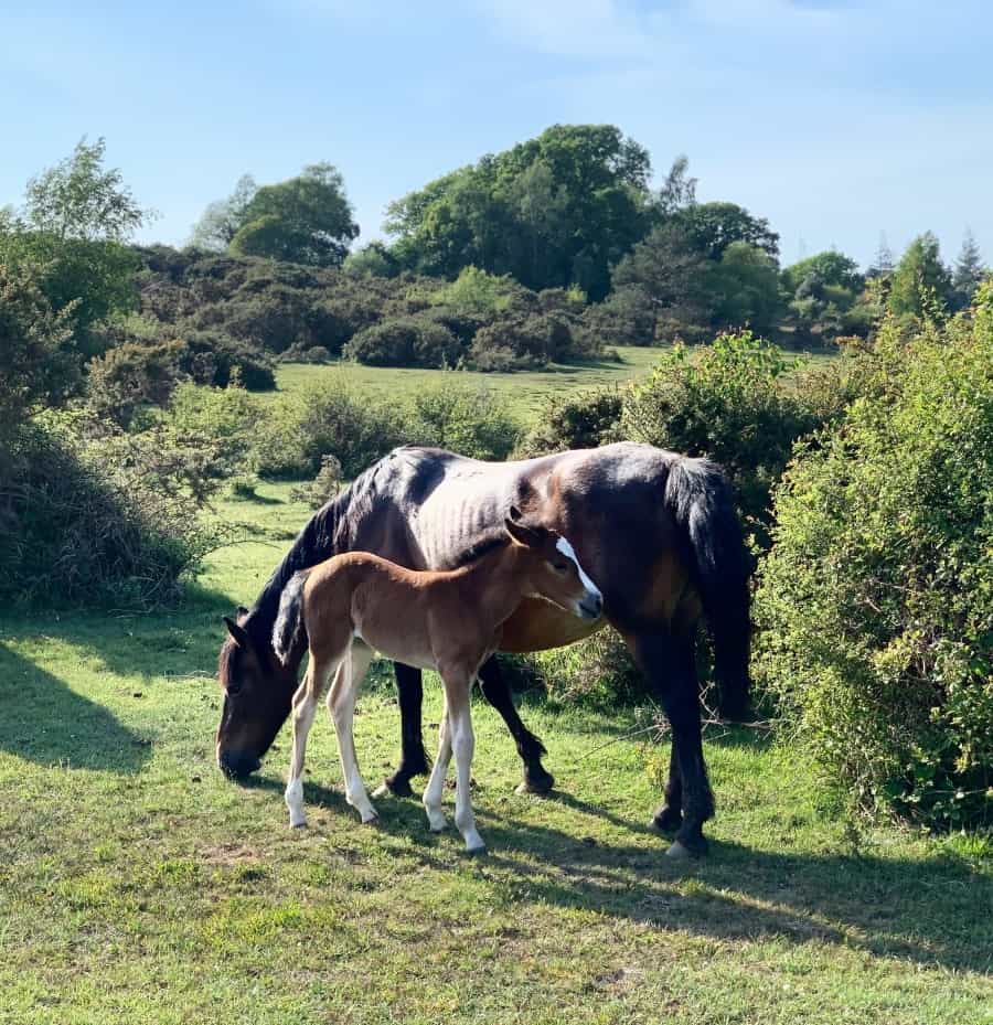 Mare graze freely with their foals across the New Forest (Dustie Houchin/Unsplash)