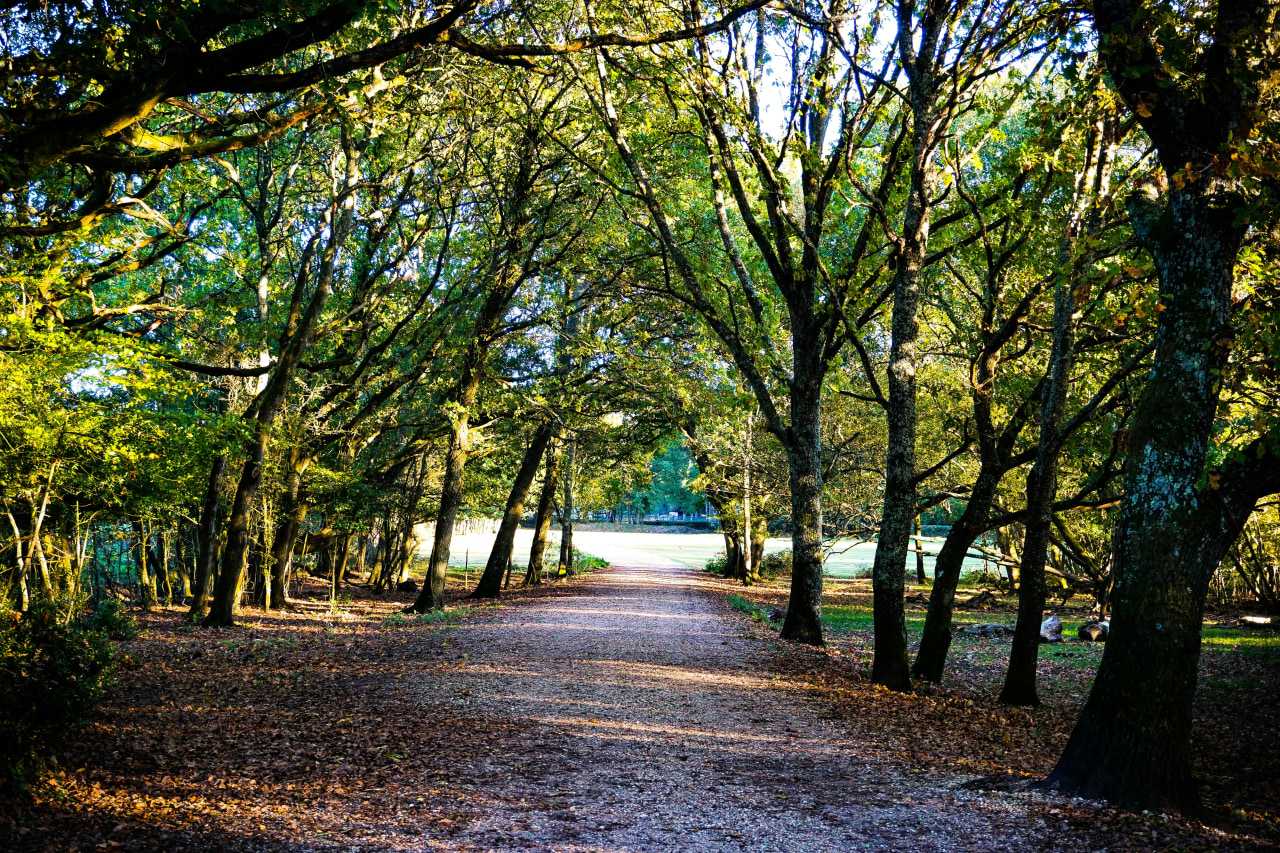 Gravel track in the New Forest (Liam Charmer/Unsplash)