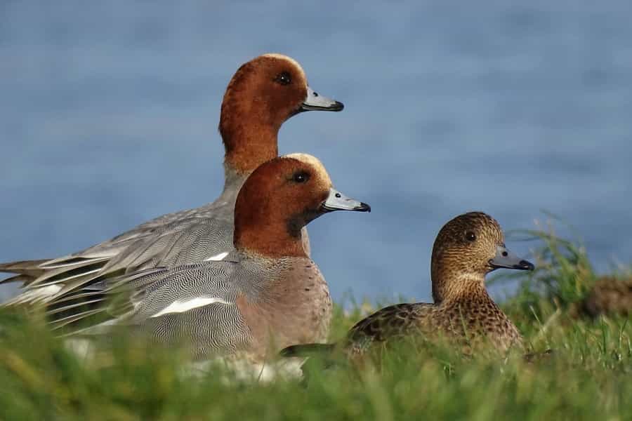 Wigeons overwintering in the Broads (Belinda Fewings/Unsplash)